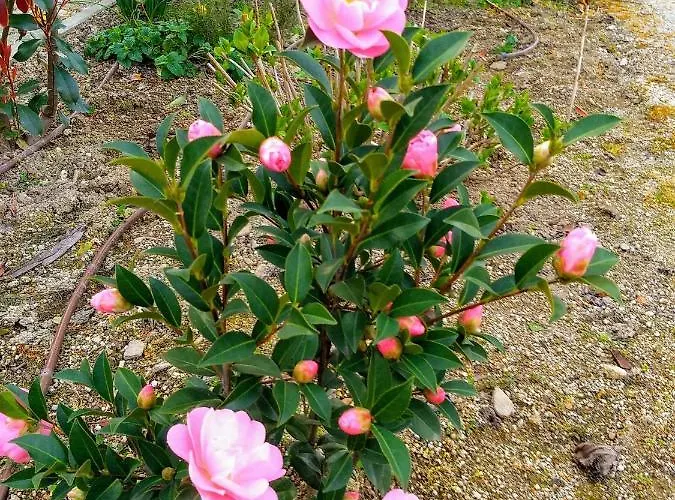 別荘 Refugio De Calheiros *